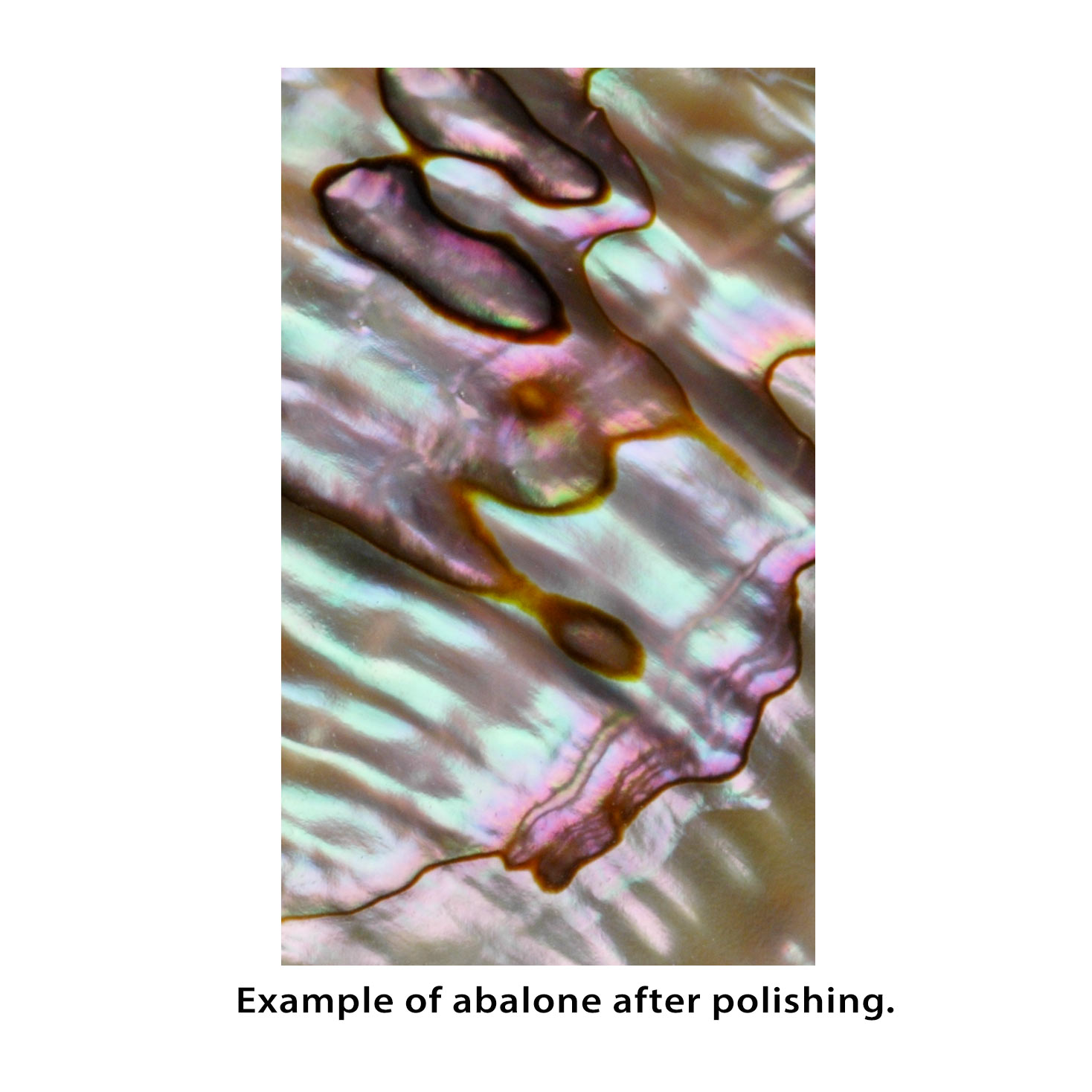 Pearl-Einlege-Rohlinge – 1oz er-Packung