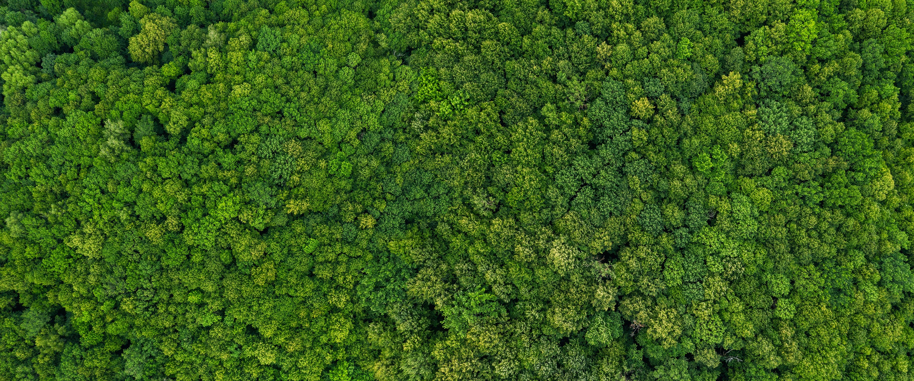 Holen Sie sich jetzt Ihr brasilianisches Rosewood