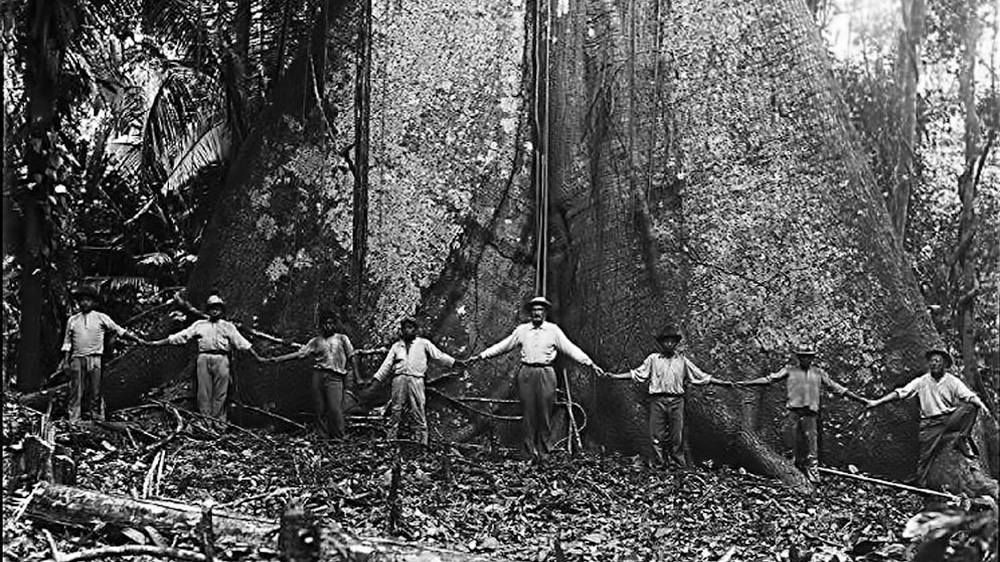 Der Baum: Das berüchtigtste Tonerholz der Welt
