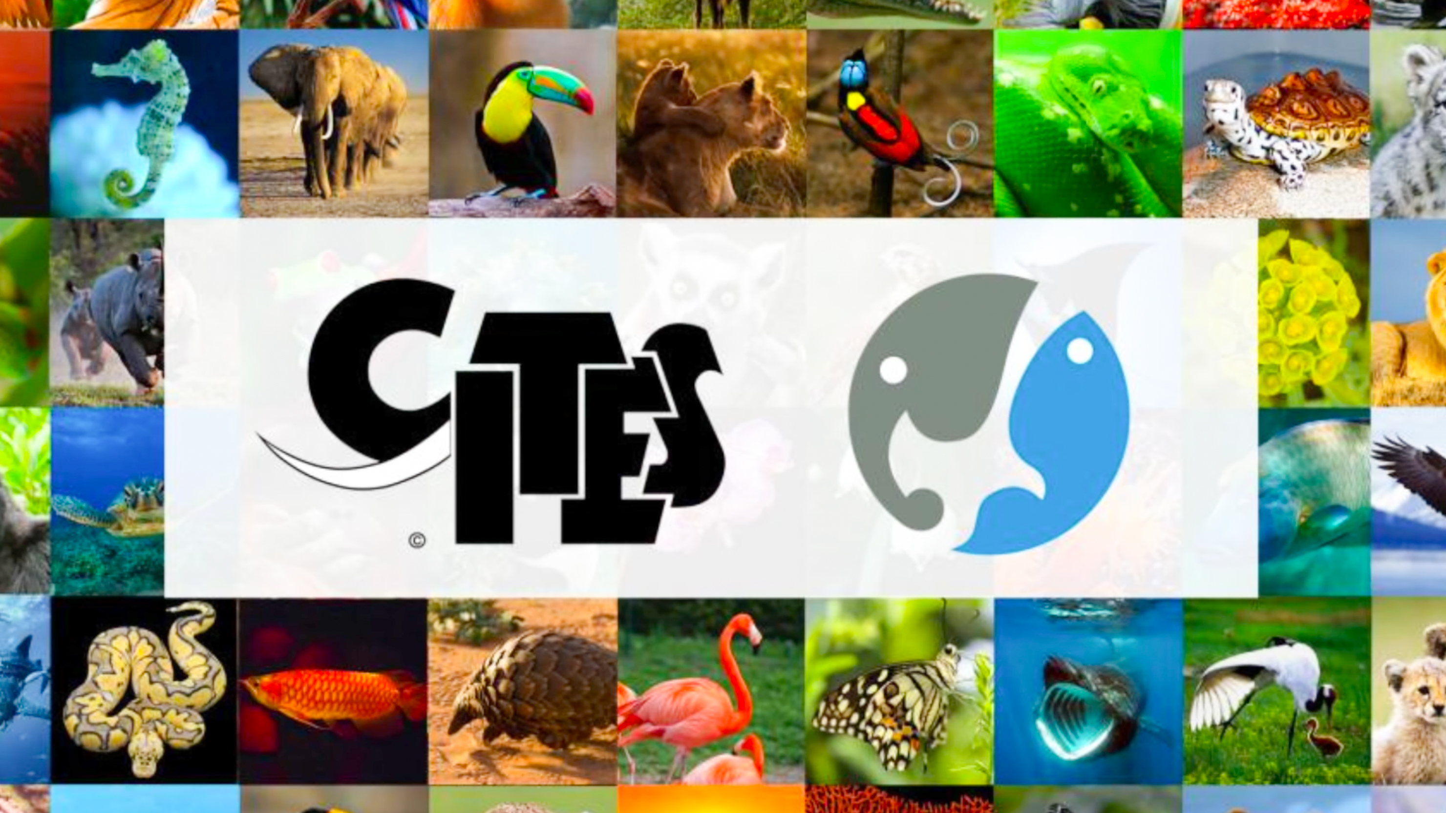 CITES und den Lacey Act verstehen